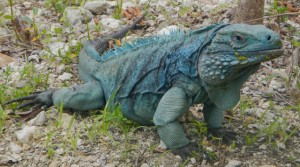 Iguane bleu