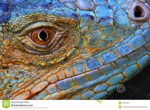 Iguane bleu