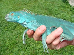 Iguane bleu