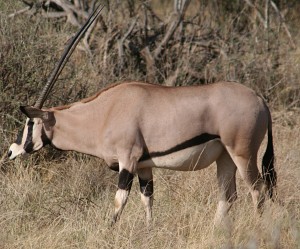 Oryx