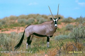 Oryx