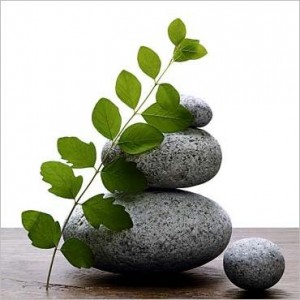 photo nature zen