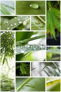 photo nature zen