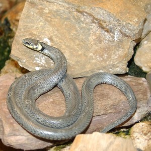 Couleuvre