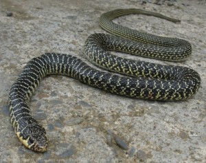 Couleuvre