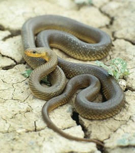 Couleuvre d'Esculape