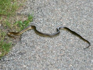 Couleuvre d'Esculape