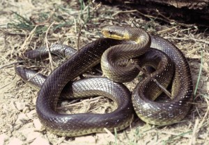 Couleuvre d'Esculape