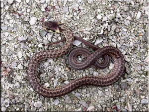 Couleuvre d'Esculape