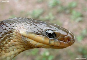 Couleuvre d'Esculape