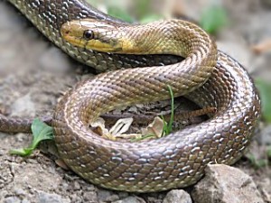 Couleuvre d'Esculape