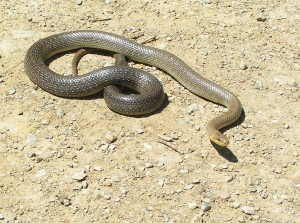 Couleuvre d'Esculape