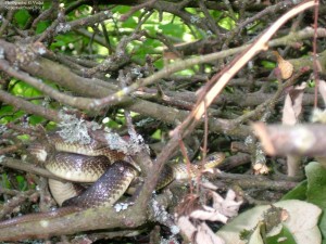 Couleuvre d'Esculape