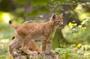 Lynx