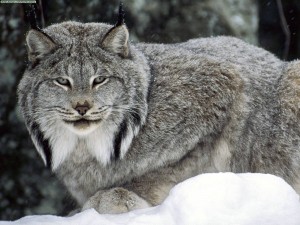 Lynx