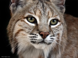 Lynx