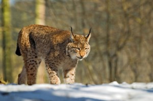 Lynx roux