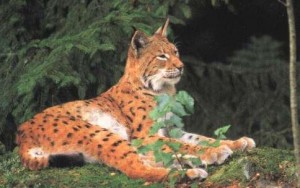 Lynx roux