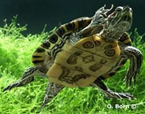 Tortue de Floride