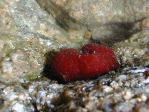 Actinie rouge