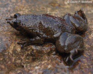 Barbourula kalimantanensis