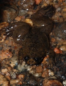 Barbourula kalimantanensis