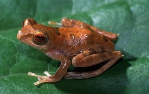 Barbourula kalimantanensis