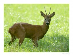 Chevreuil
