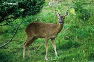 Chevreuil