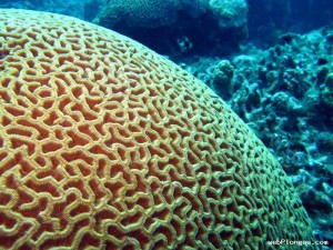 Corail