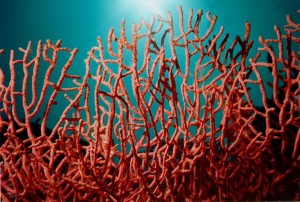 Corail