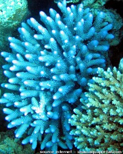 Corail