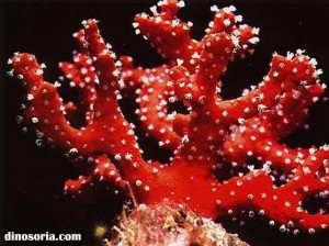 Corail