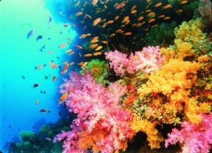 Corail