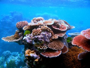 Corail