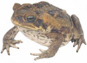 Crapaud