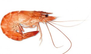 Crevette