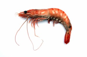Crevette