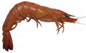 Crevette