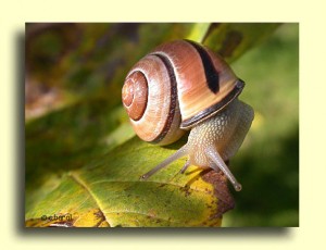 Escargot des haies