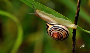 Escargot des haies