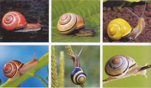 Escargot des haies