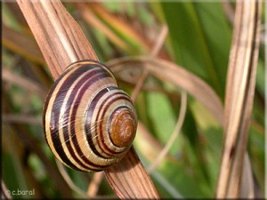 Escargot des haies