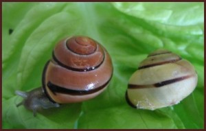 Escargot des haies