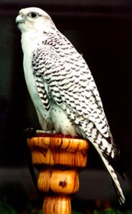 Faucon gerfaut