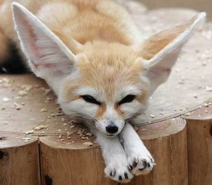 Fennec