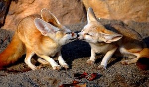 Fennec