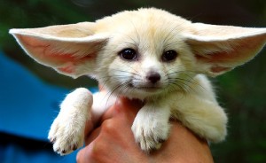 Fennec