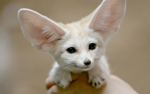 Fennec