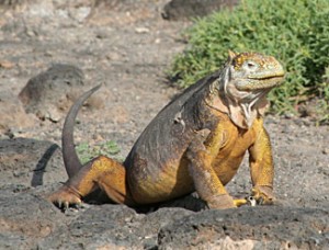 Iguane terrestre des Galapagos